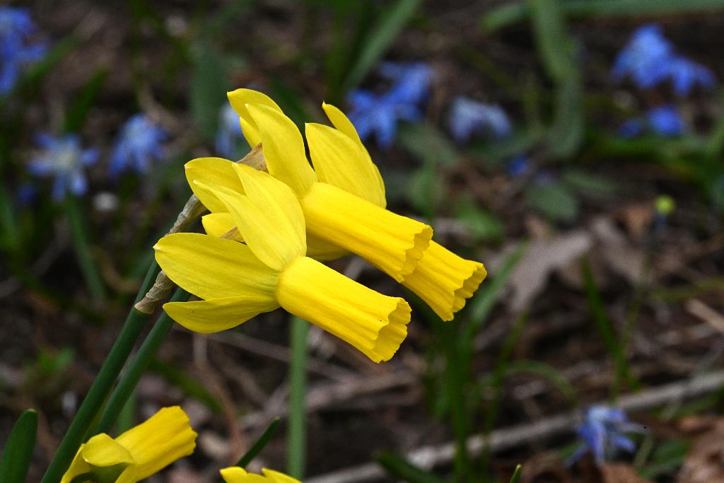 2025-04216455 Tower Hill Botanic Garden, MA.JPG - Daffodil. New England Botanic Garden at Tower Hill, MA, 4-21-2025